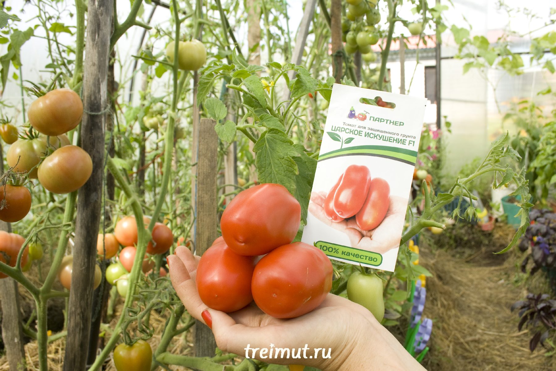 томаты царская башня описание сорта