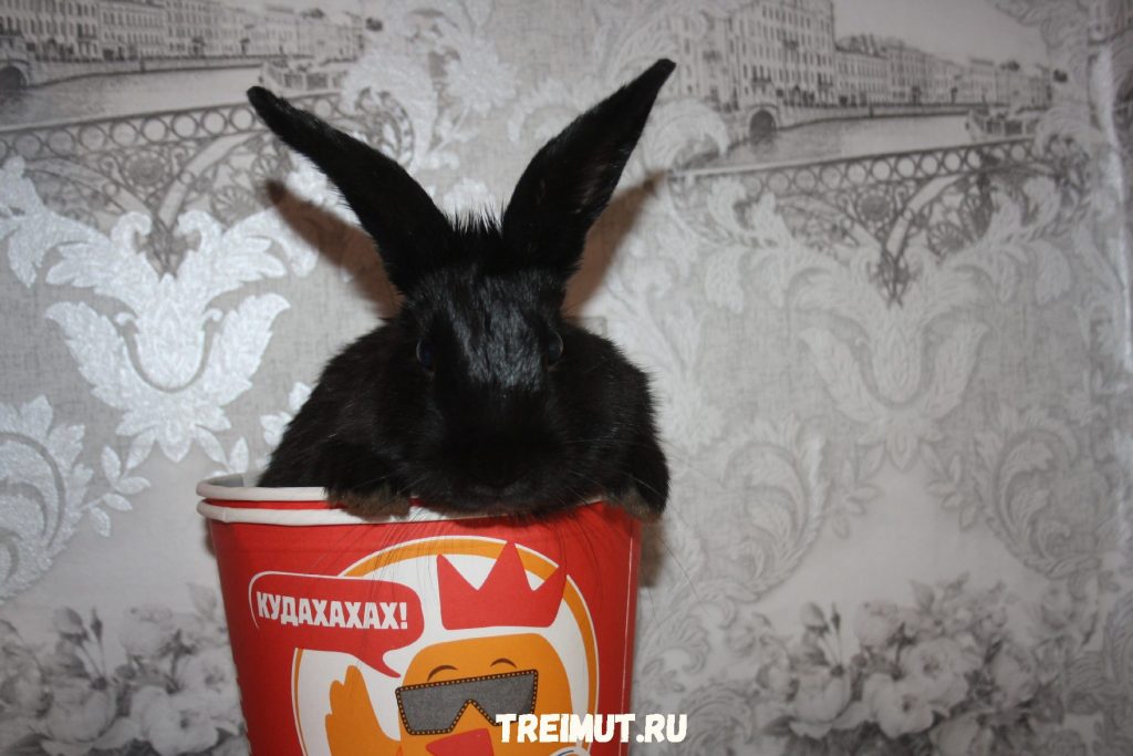 Кролик Вкусный С Фото